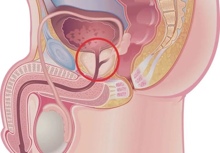 how an erection occurs